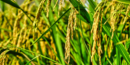 Rice