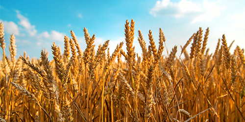 Wheat